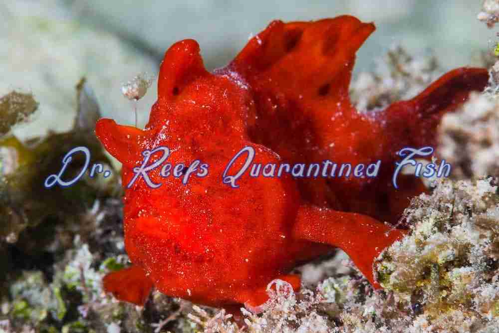 Red Angler