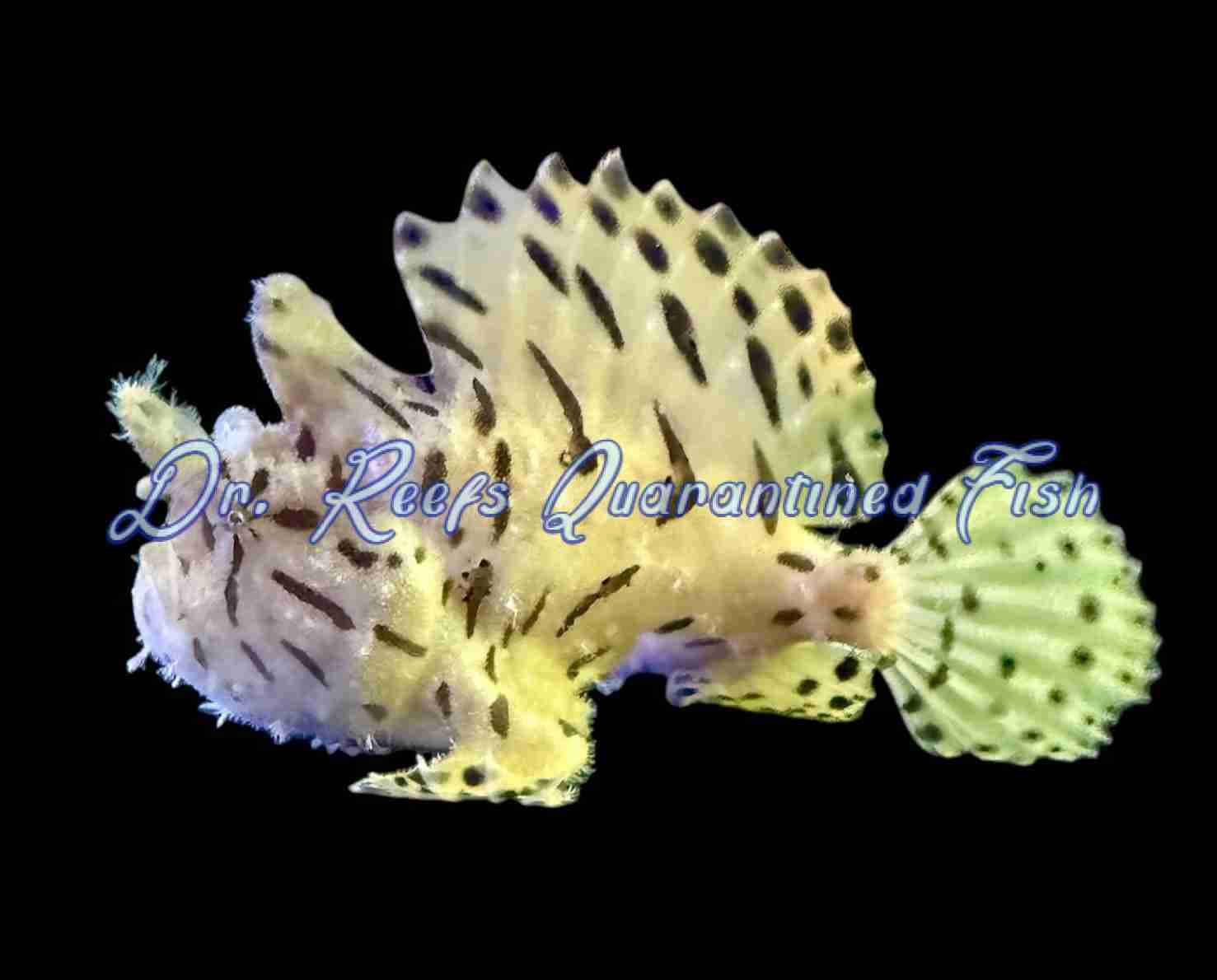 Shaggy Angler