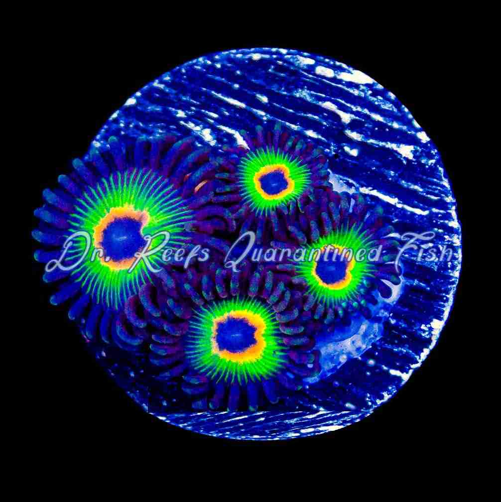Zoanthid – Bob’s Rasta