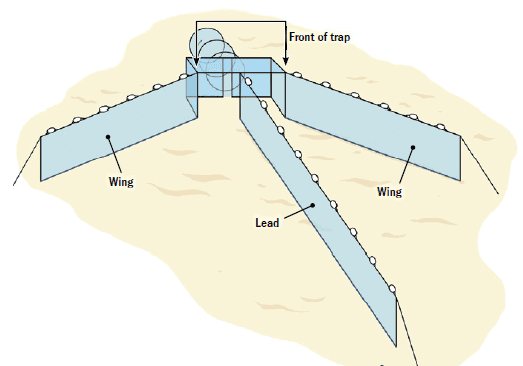 Leads/Wings – Knotted