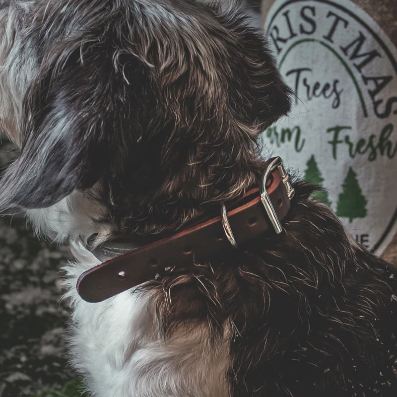 Bridle Leather Dog Collar <br />Size Medium in Dark Brown - thumbnail 2