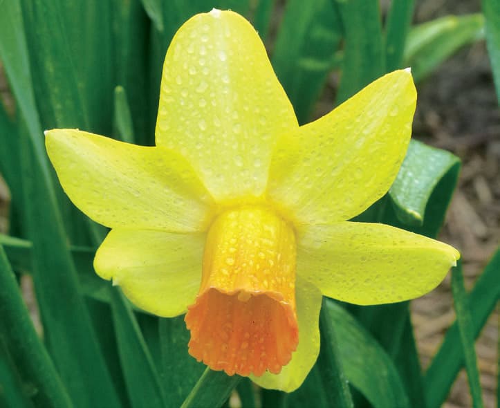 Narcissus – Fidan
