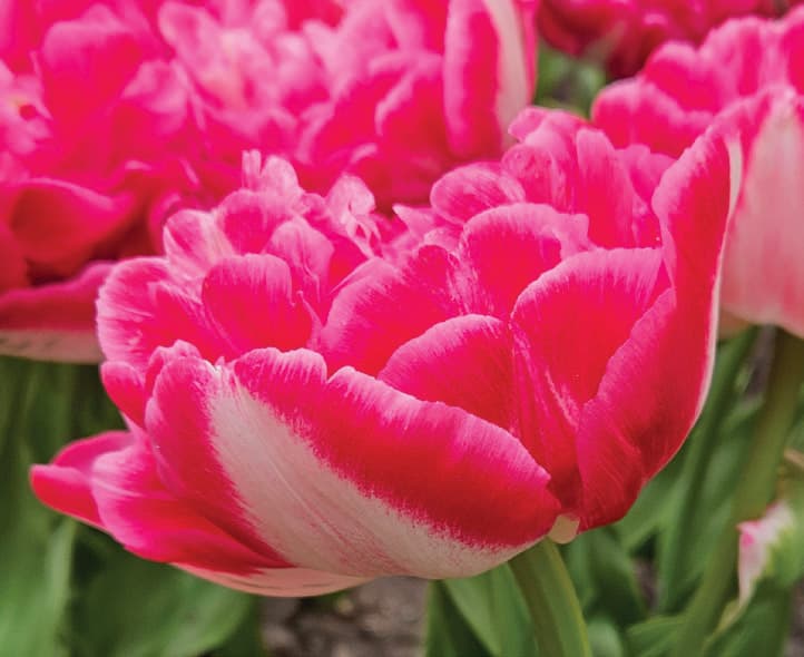 Tulipa – Marshmallow