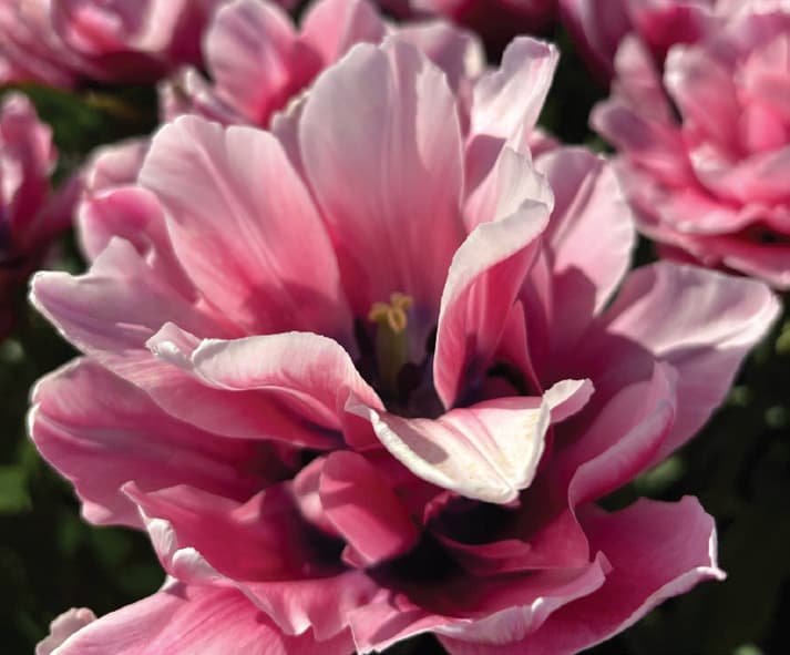 Tulipa – Love Whisper