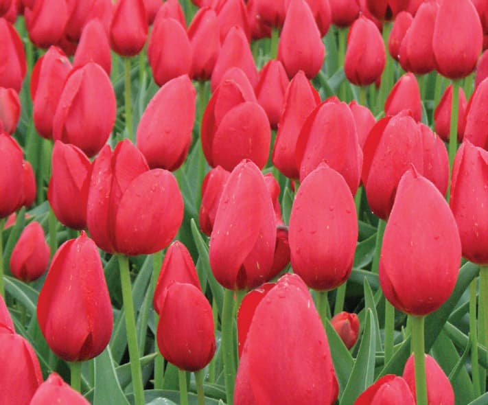 Tulipa – Scarlet Smile®