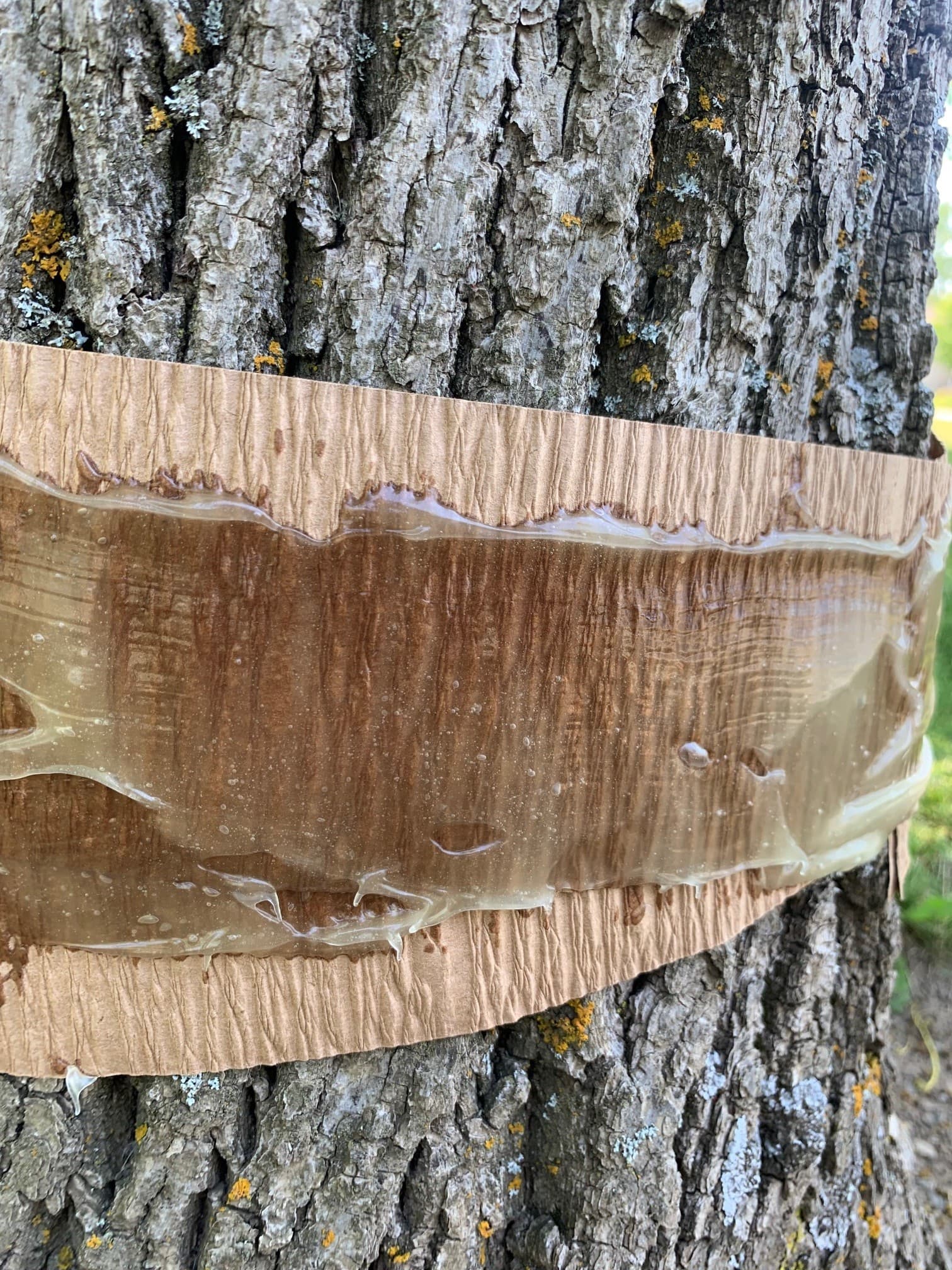 Treekote Banding Kit - thumbnail 4