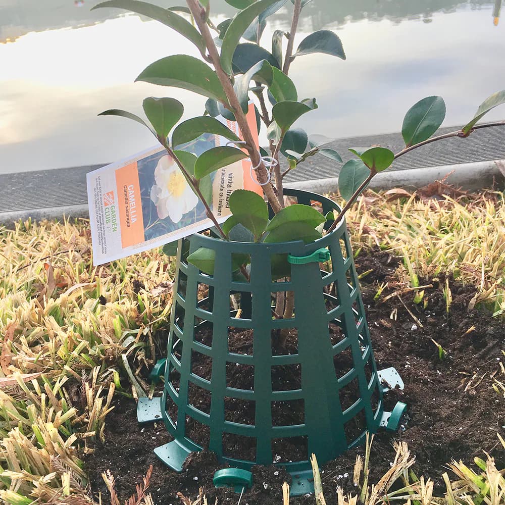 Plant Knight Tree and Plant Protector - thumbnail 8