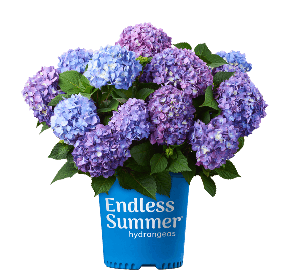 BloomStruck® Reblooming Hydrangea