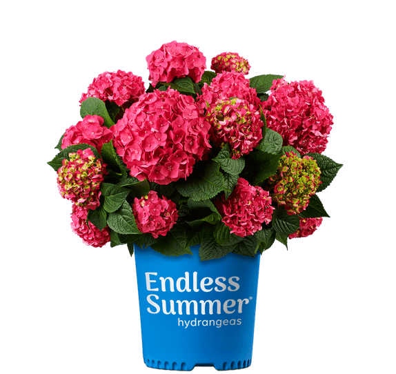 Summer Crush® Reblooming Hydrangea