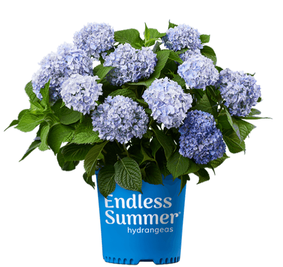 The Original Reblooming Hydrangea