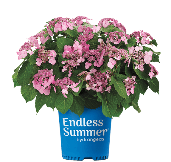 Twist-n-Shout® Reblooming Hydrangea