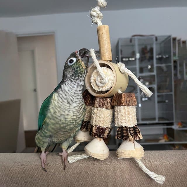 Natural Rings Parrot Toy – Small