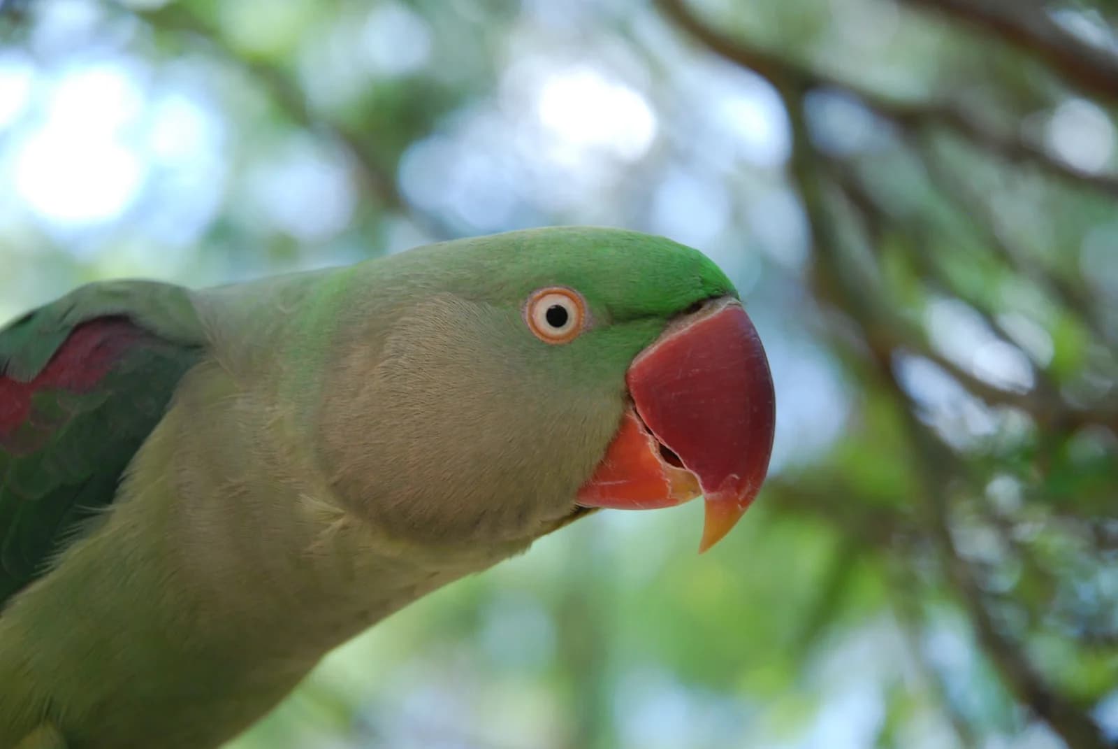 Alexandrine Parakeet - thumbnail 2