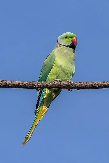 Alexandrine Parakeet - thumbnail 3