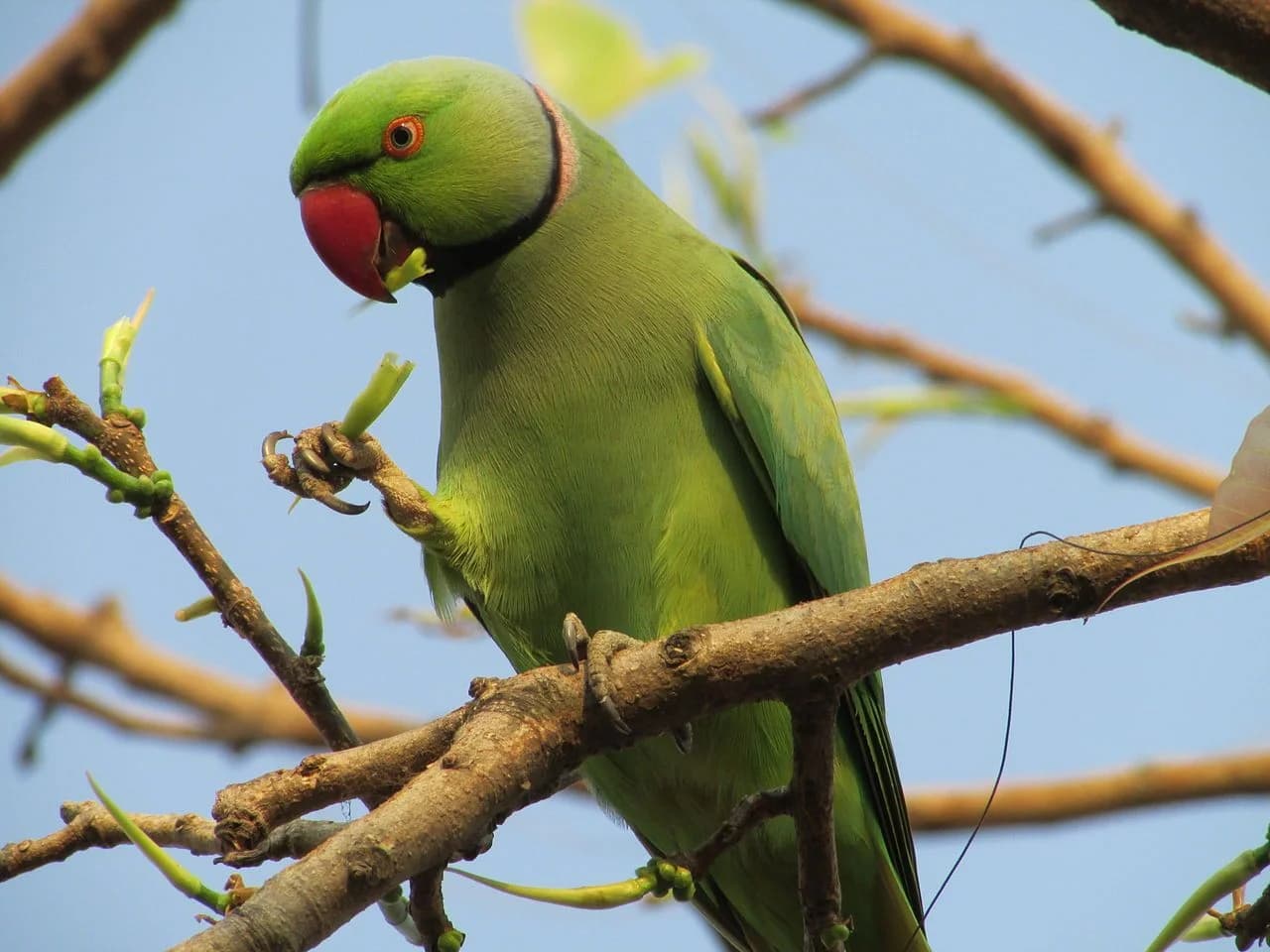 Alexandrine Parakeet - thumbnail 4