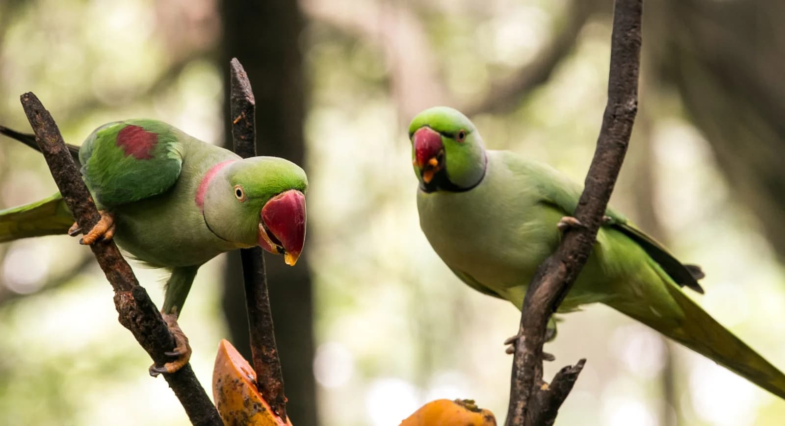 Alexandrine Parakeet - thumbnail 5