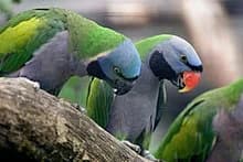 Derbyan Parakeet - thumbnail 2