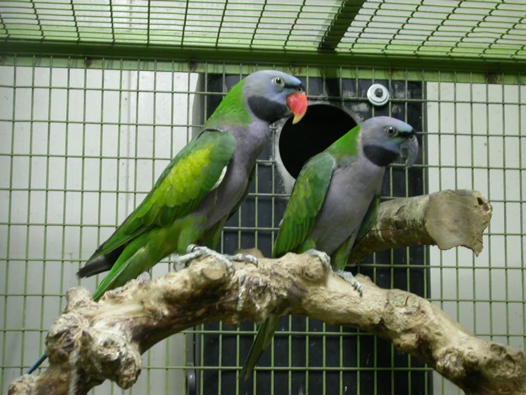 Derbyan Parakeet - thumbnail 3