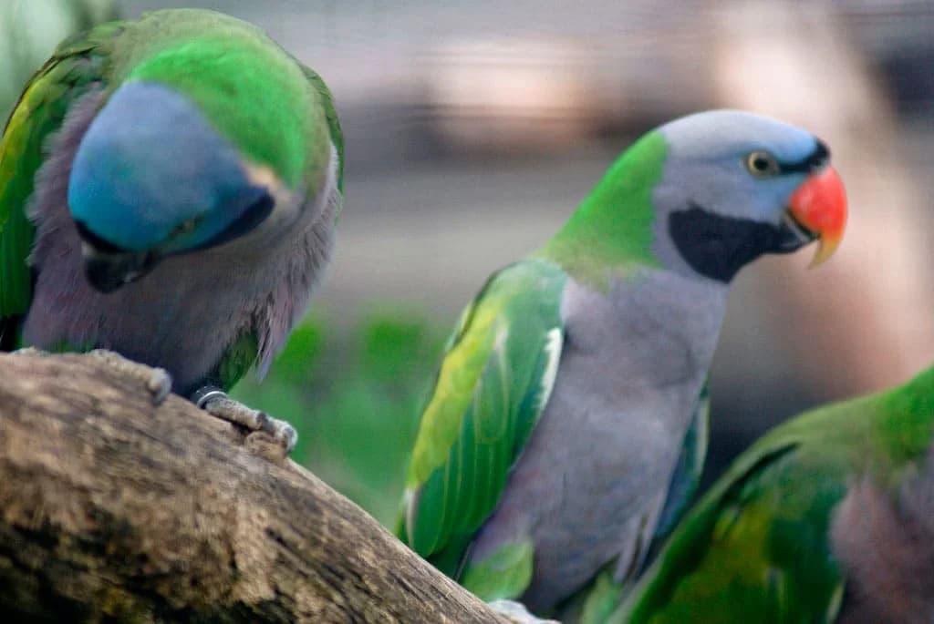 Derbyan Parakeet - thumbnail 4