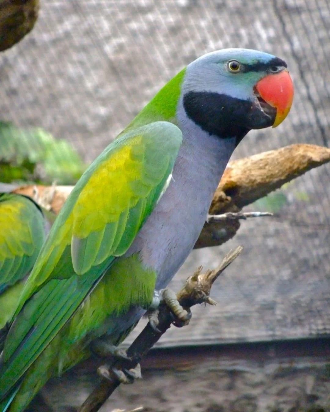 Derbyan Parakeet - thumbnail 5