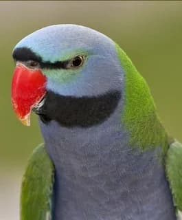 Derbyan Parakeet