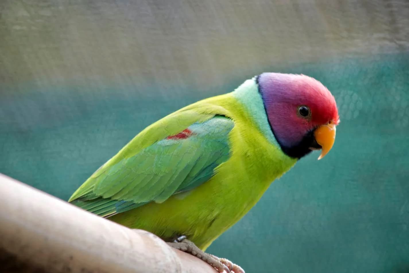 Plum-Headed Parakeet - thumbnail 2