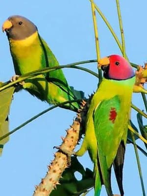 Plum-Headed Parakeet - thumbnail 3