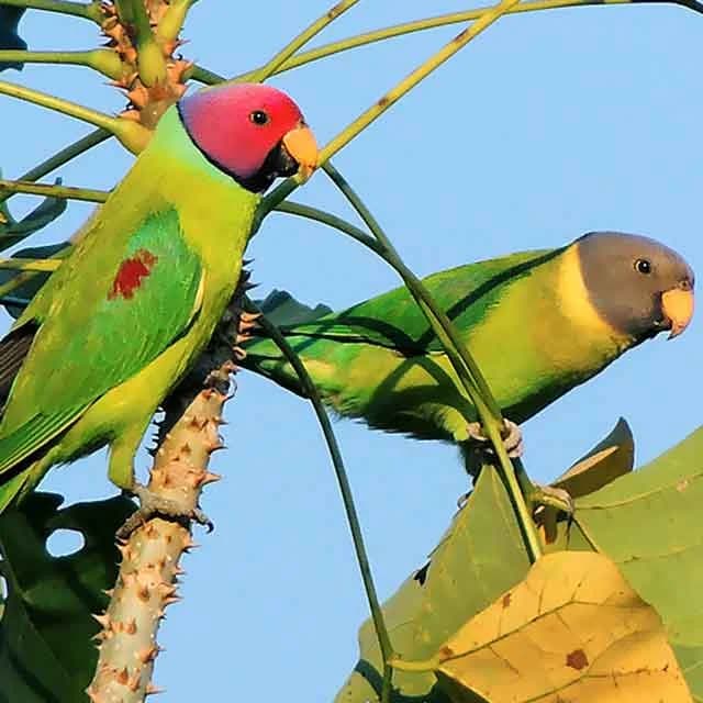 Plum-Headed Parakeet - thumbnail 4