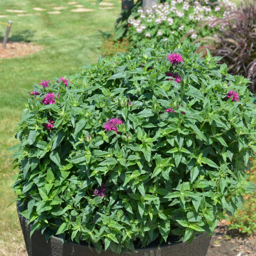 Pardon My Purple Beebalm - thumbnail 2