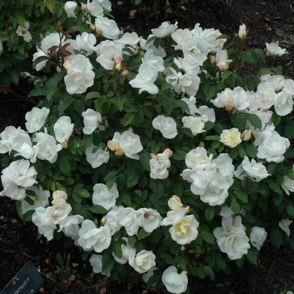 White Knock Out Rose - thumbnail 2