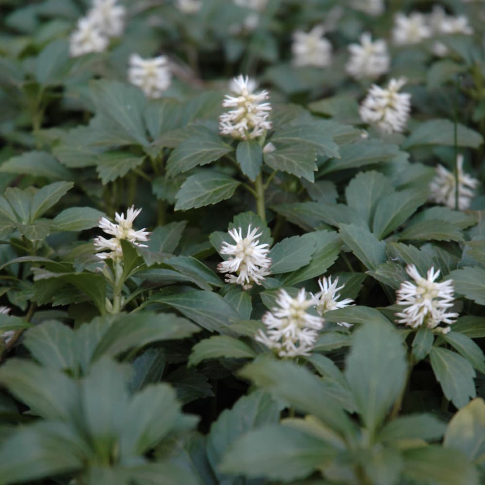 Japanese Spurge - thumbnail 2