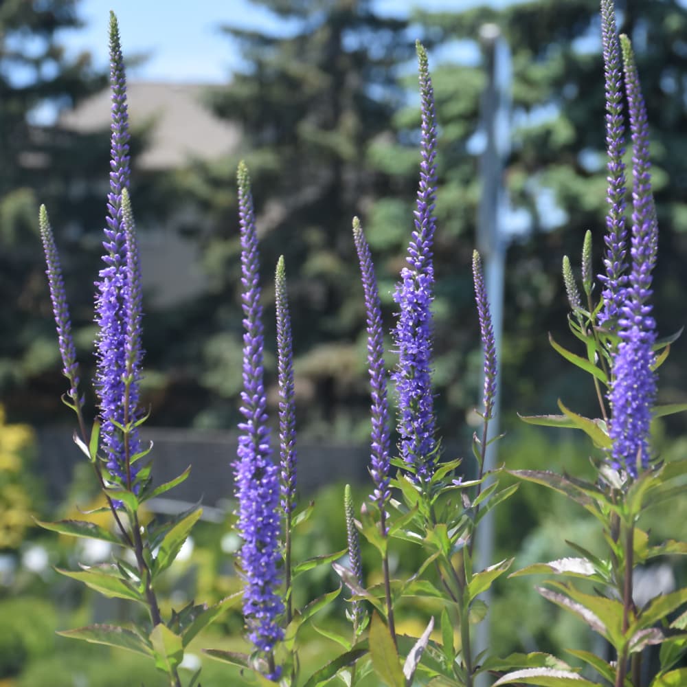 Blue Skywalker Speedwell