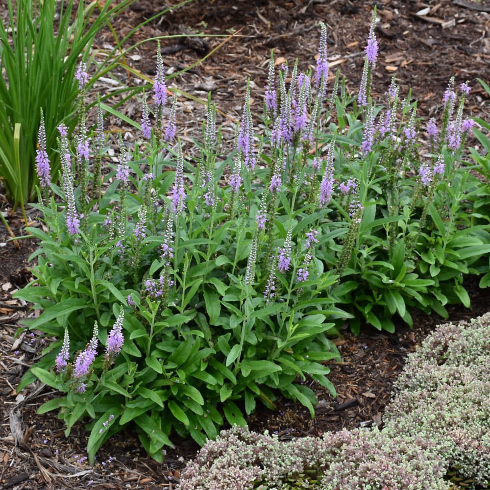 Lavender Lightsaber Speedwell - thumbnail 2