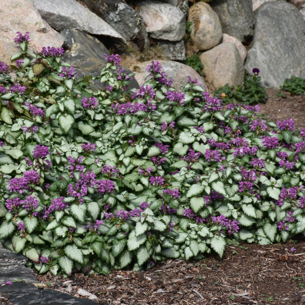 Purple Dragon Spotted Dead Nettle - thumbnail 2