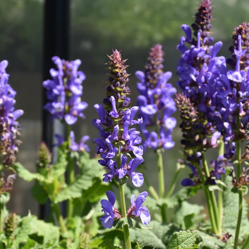 Sky Blue Marvel Meadow Sage - thumbnail 2