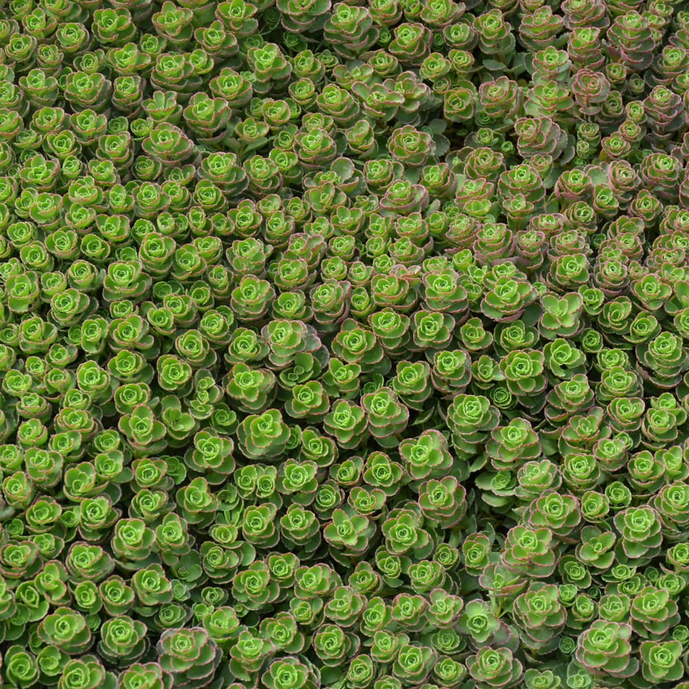 Dragon’s Blood Stonecrop - thumbnail 2