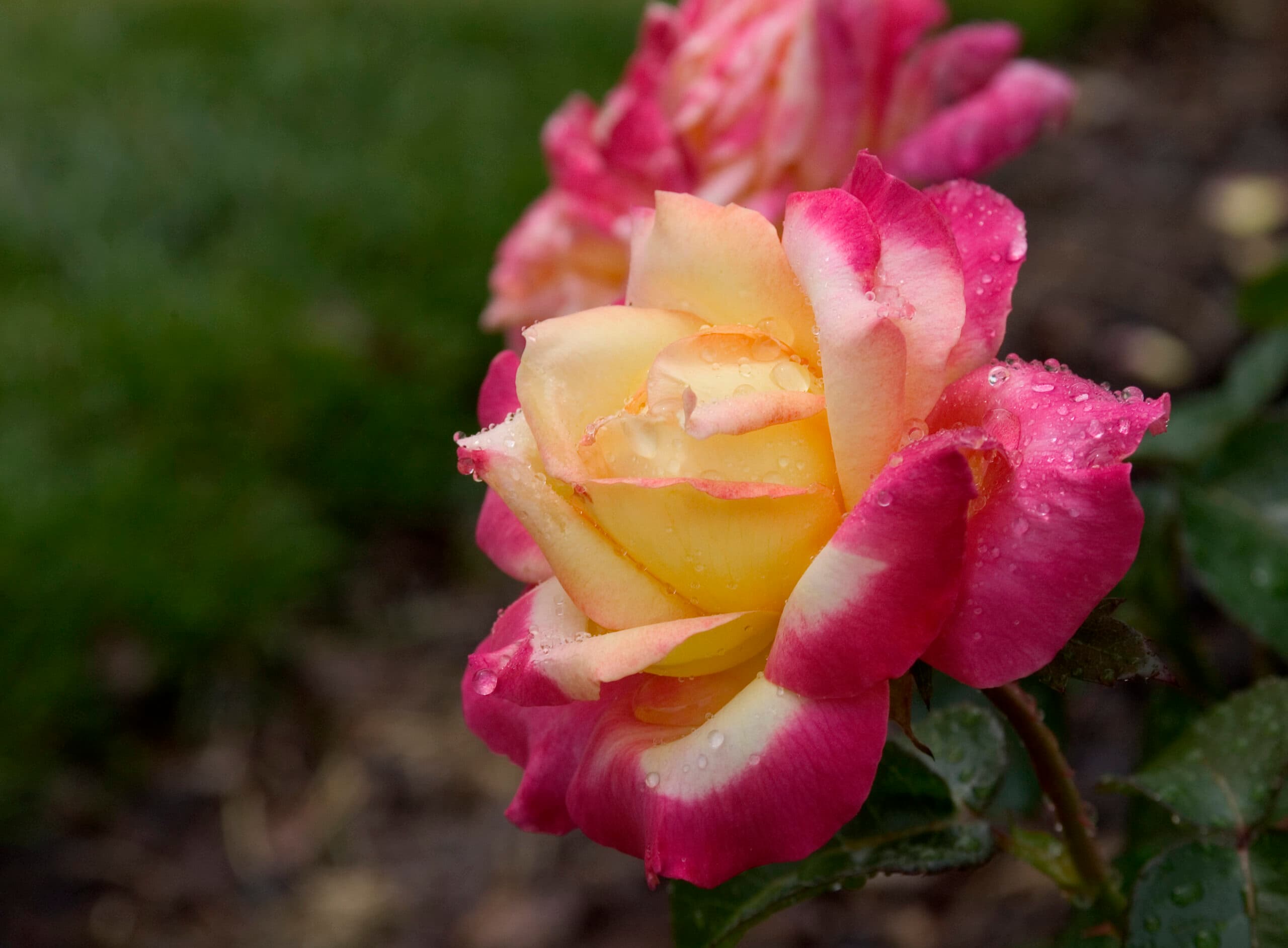 Love & Peace® Rose