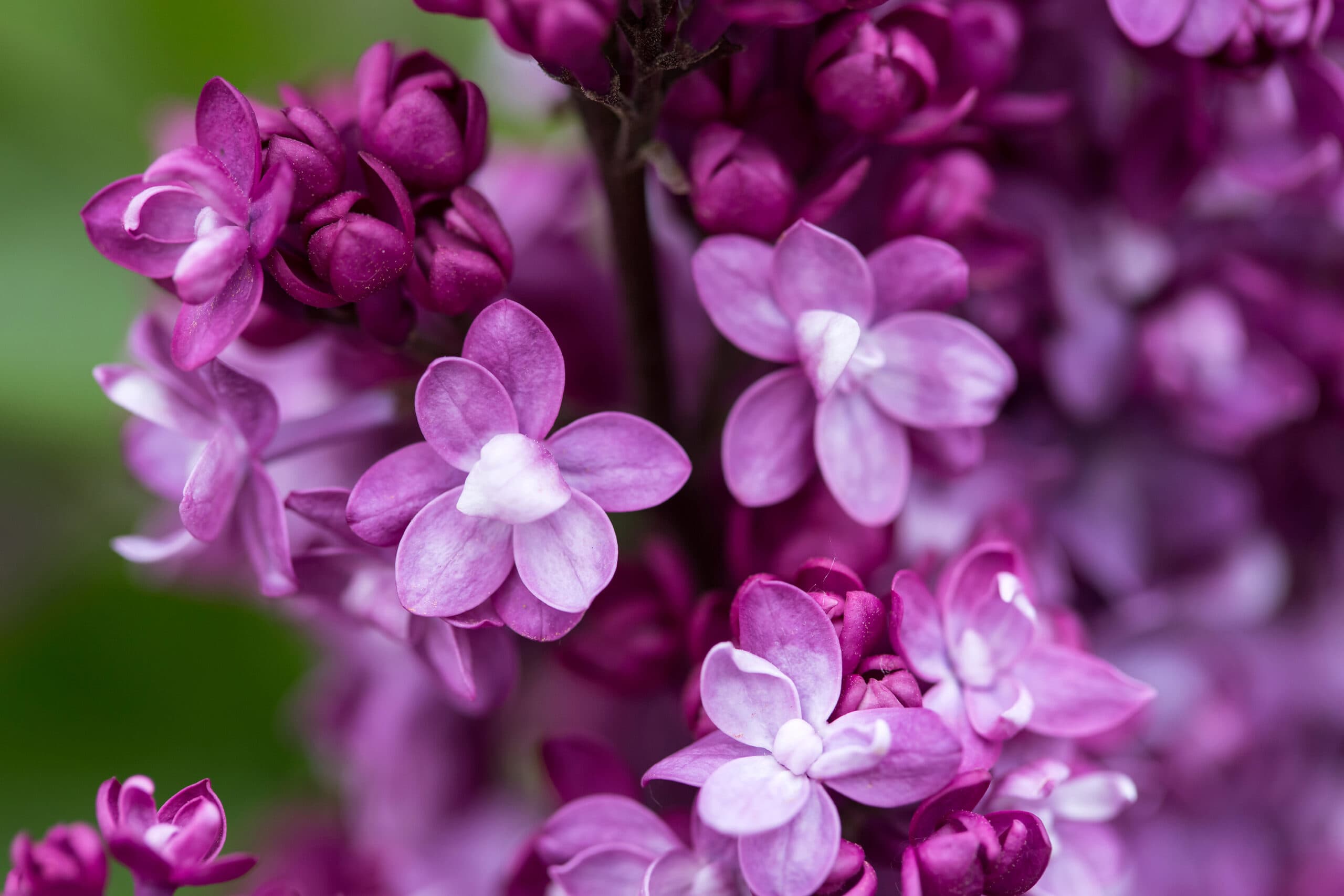 Virtual Violet® Lilac