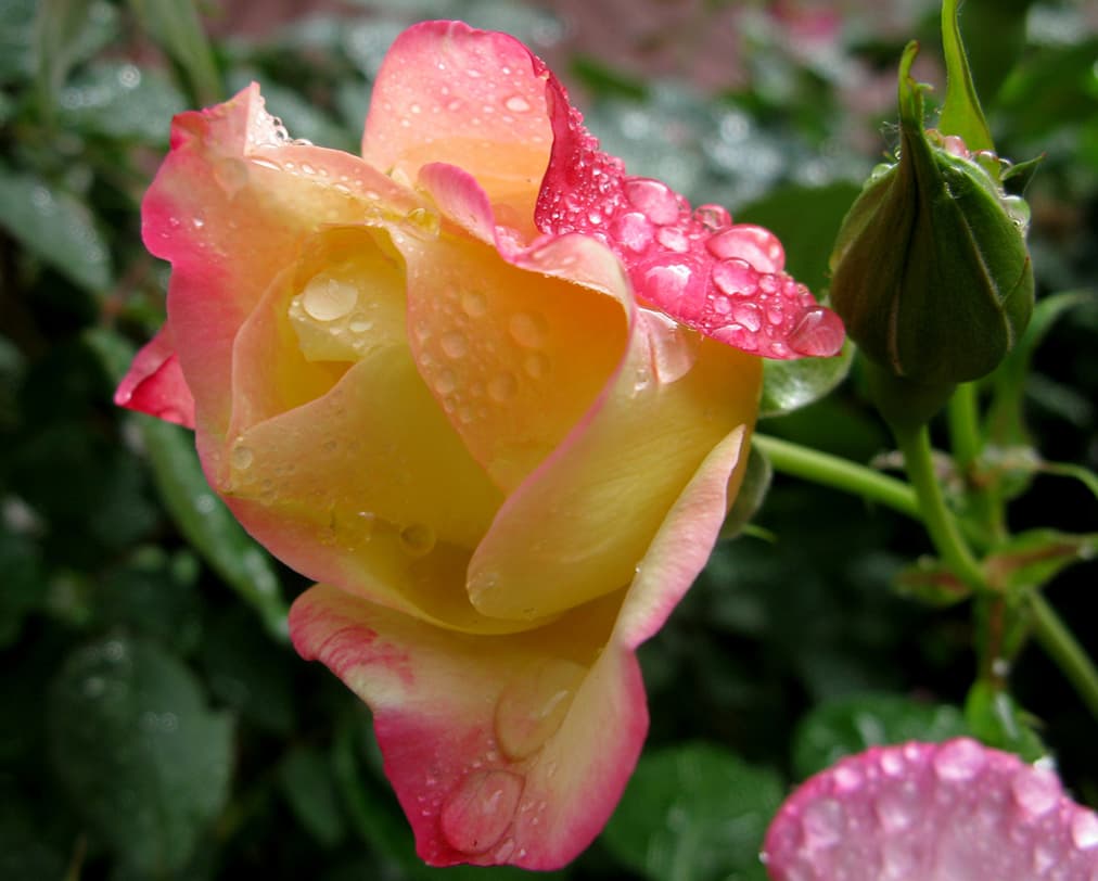 Campfire Rose