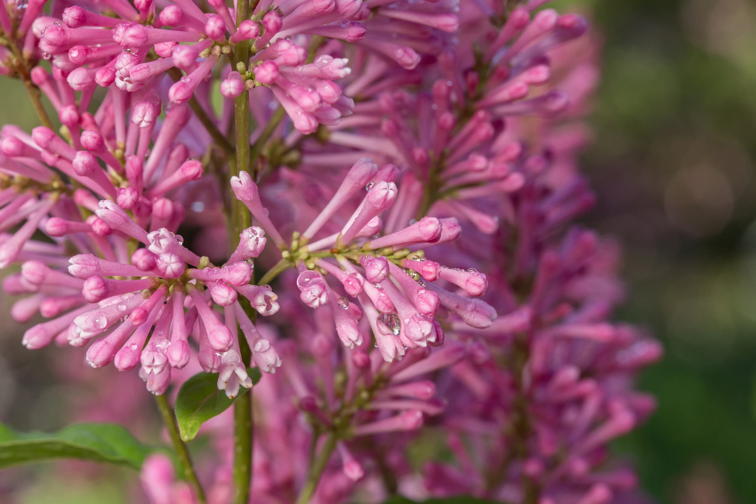 Pinktini Lilac