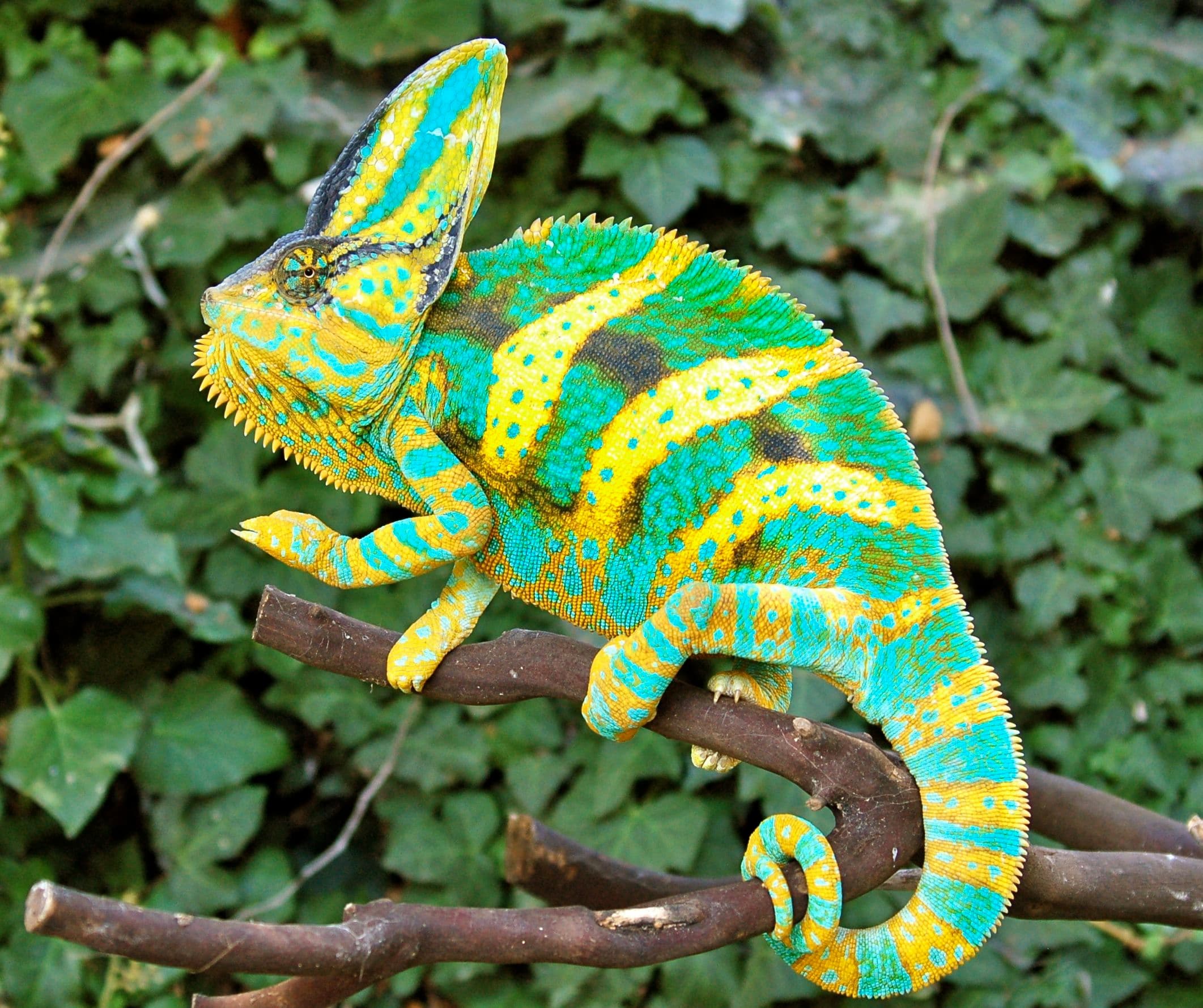 Premium (Driskel Bloodline) Baby Veiled Chameleon