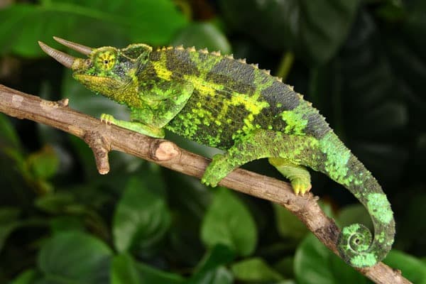 Young Adult Jackson’s Chameleon (Chamaeleo (Trioceros) jacksonii xantholophus)