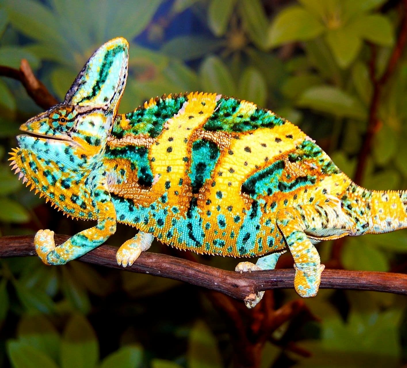 Premium (Jethro Bloodline) Juvenile Veiled Chameleon