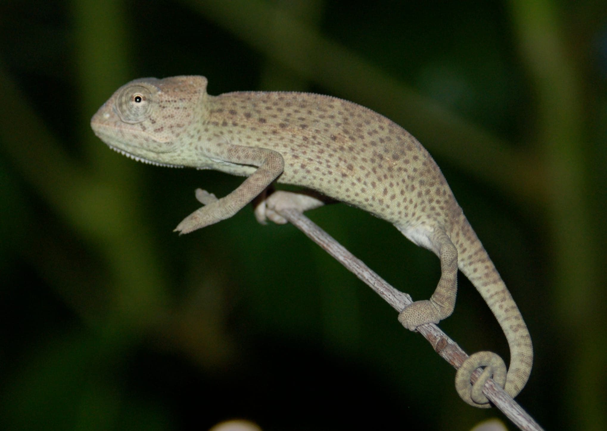 African Chameleon (Chamaeleo africanus)