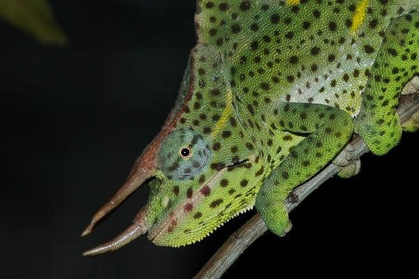 Usambara Giant Three-horned Chameleon (Chamaeleo (Trioceros) deremensis)