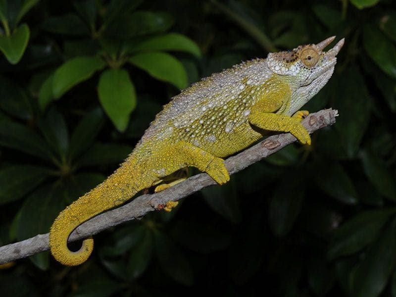 Poroto Mt. Three-horned Chameleon (Chamaeleo (Trioceros) fuelleborni)