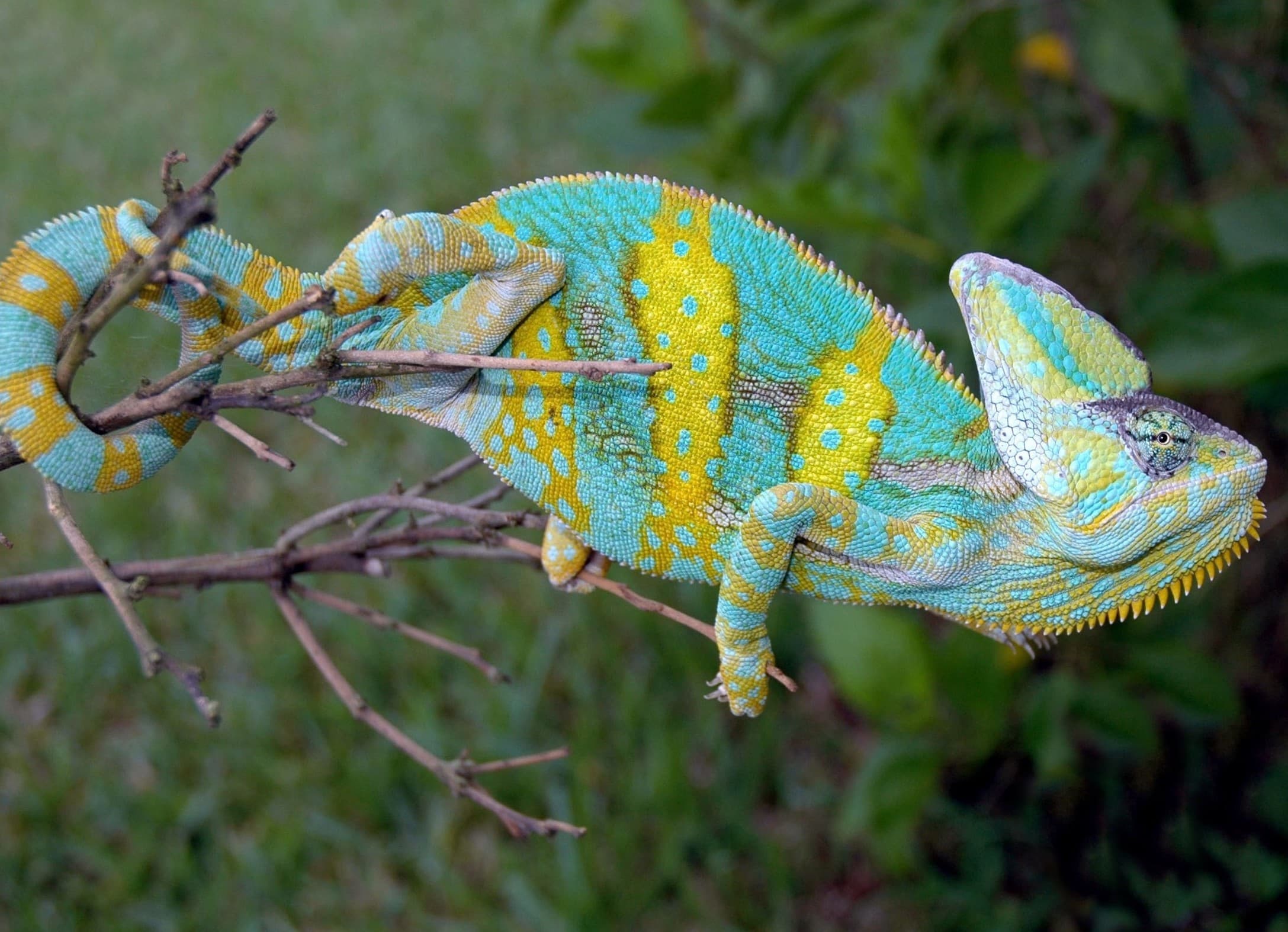 Adult Veiled Chameleons For Sale | Buy Adult Veiled Chameleons