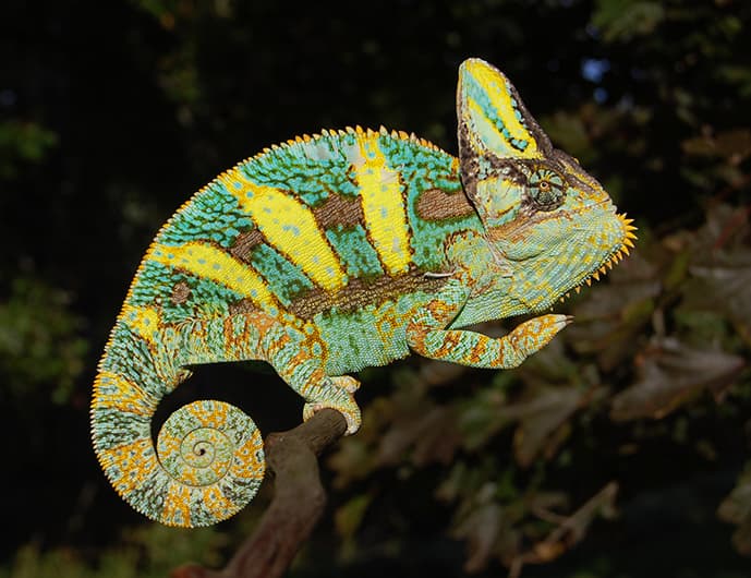 Premium (Glen Bloodline) Juvenile Veiled Chameleons