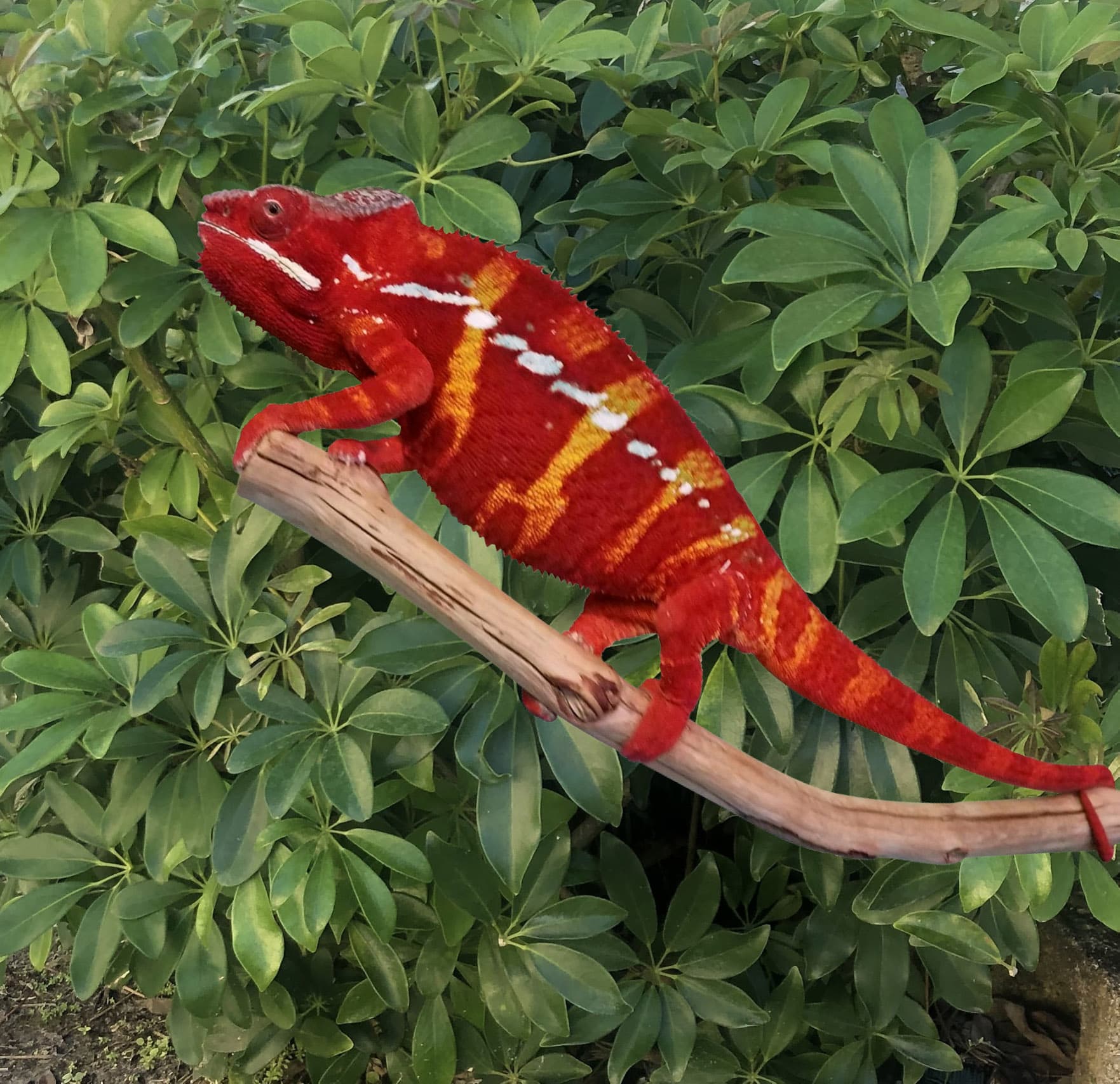 Ambilobe Panther Chameleon (Fireball Bloodline)