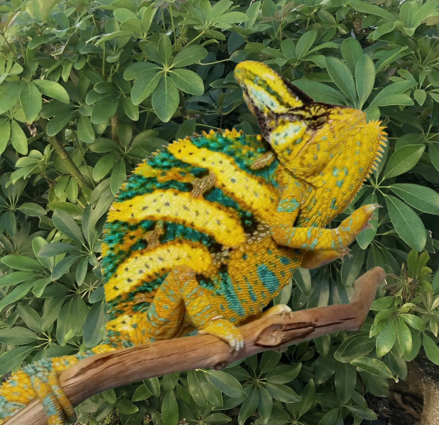 Premium (Jones Bloodline) Juvenile Veiled Chameleon